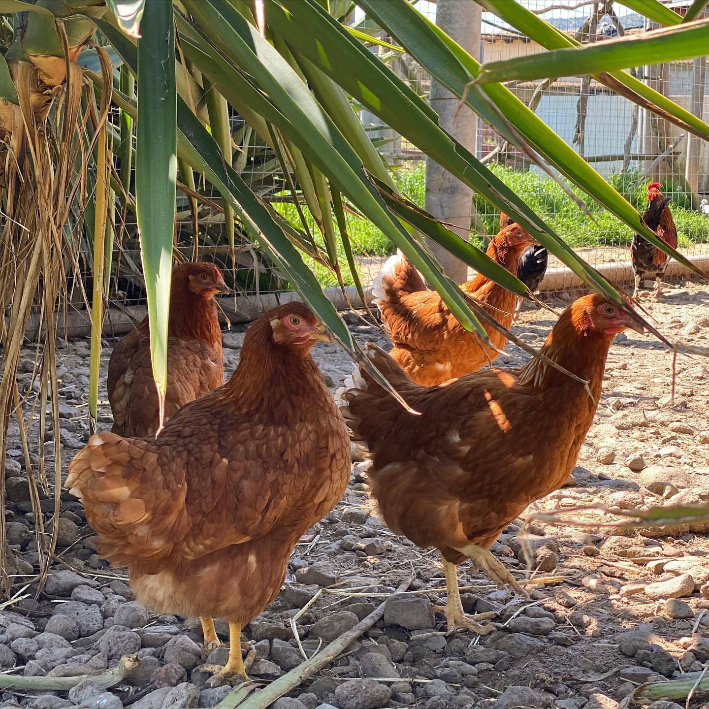 Galline ruspanti
